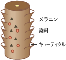 染まる仕組み