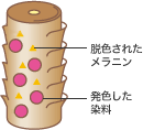 染まる仕組み