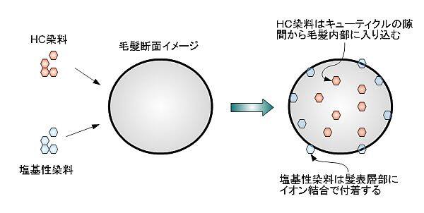 白髪染めトリートメントの染まり方
