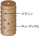染まる仕組み