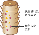 染まる仕組み