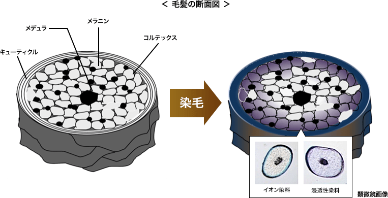 白髪染めトリートメントの染まり方