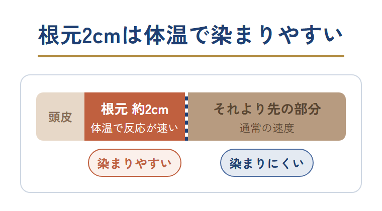 根元約2cmは体温で染まりやすく、その先は染まりにくいため境目がムラになりやすいことを示した図