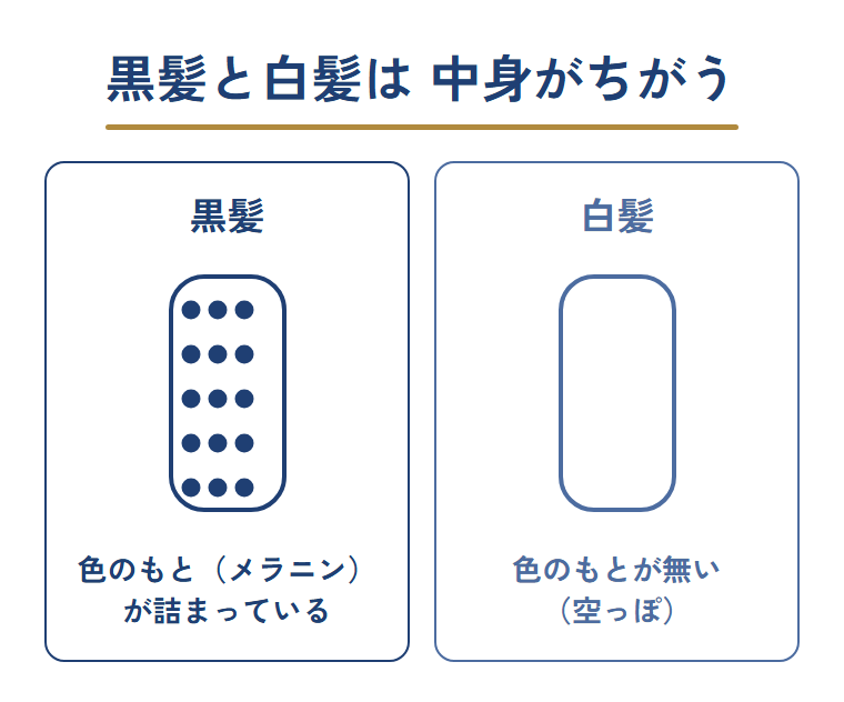 黒髪は色のもと（メラニン）が詰まり、白髪は色のもとが無いという中身のちがいを左右に並べた図