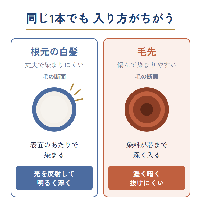 根元の白髪は表面のあたりで染まり、毛先は染料が芯まで深く入ることを毛の断面で示した図