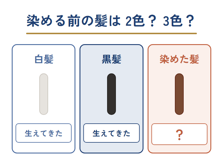 染める前の髪を白髪・黒髪・染めた髪の3つに分けて並べた図