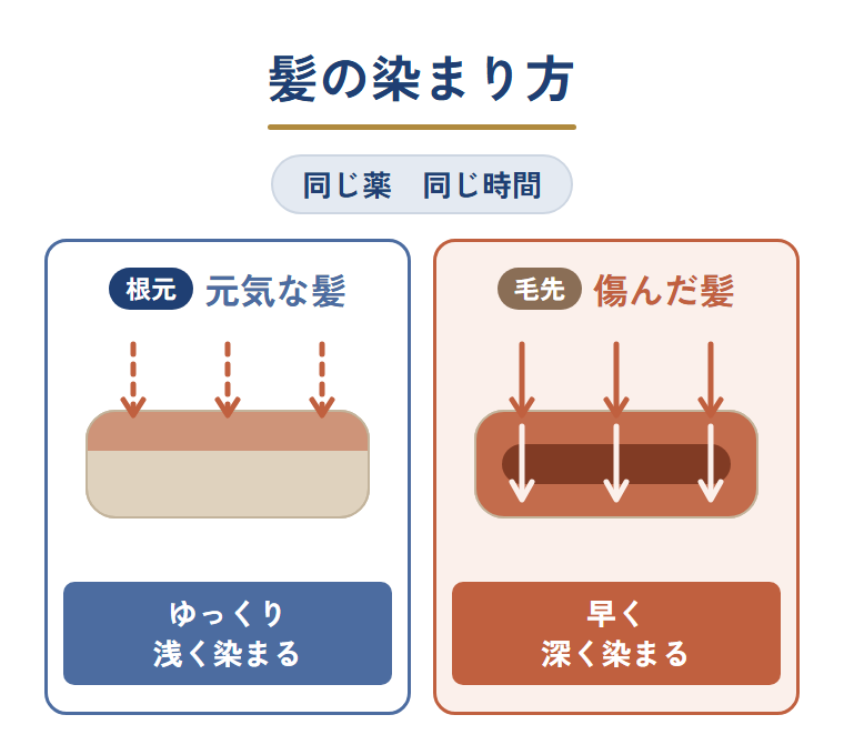 同じ薬を同じ時間置いても、元気な根元は浅く、傷んだ毛先は早く深く染まることを示した図